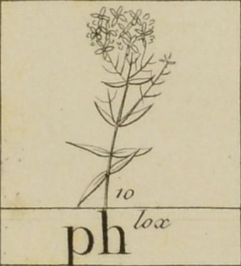 Sketch of phlox, name written below.